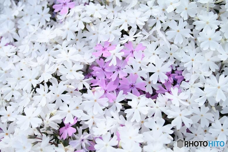 芝桜
