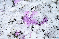 芝桜