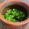 甕つぼの水草