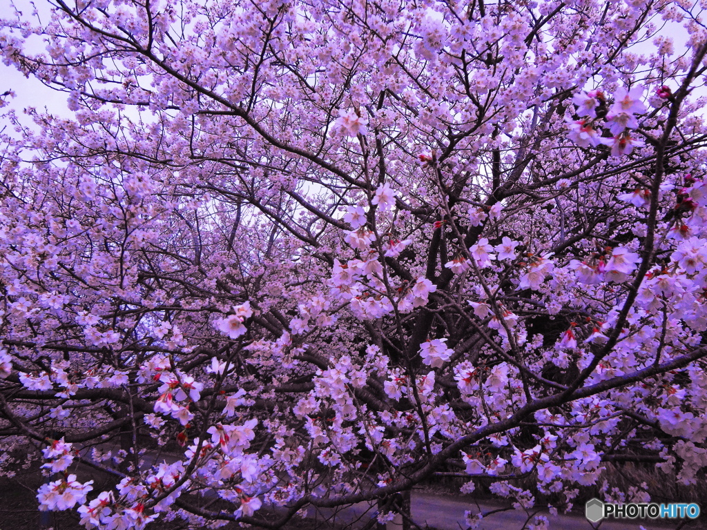 桜、満開