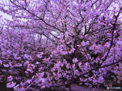 桜、満開