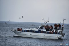 え～流氷船？お～い流氷どこだ～