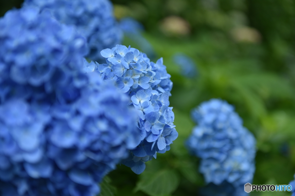 紫陽花