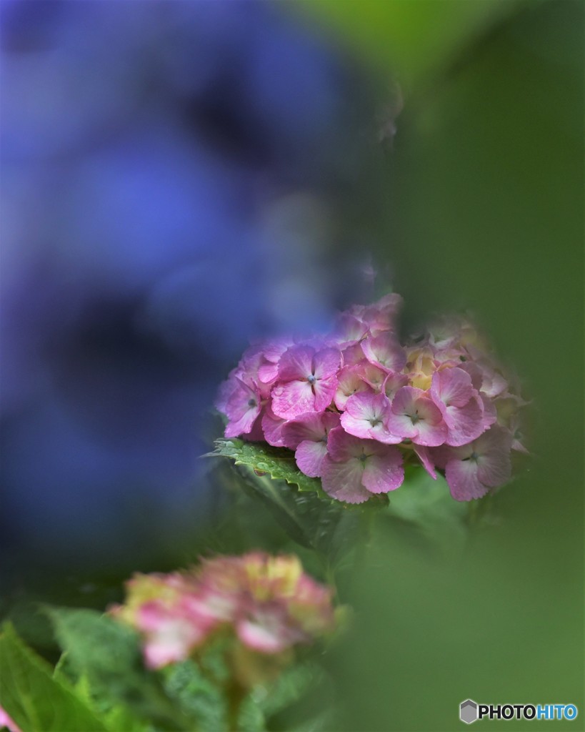 小田原城の紫陽花