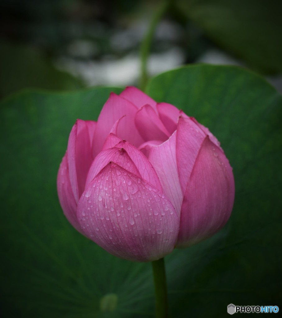 朝露の紅蓮華