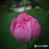 朝露の紅蓮華