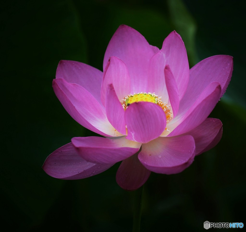 紅蓮華