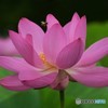 紅蓮華と蜂②