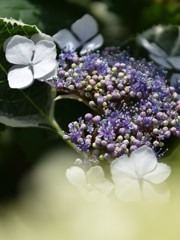 小田原城の紫陽花ほのか