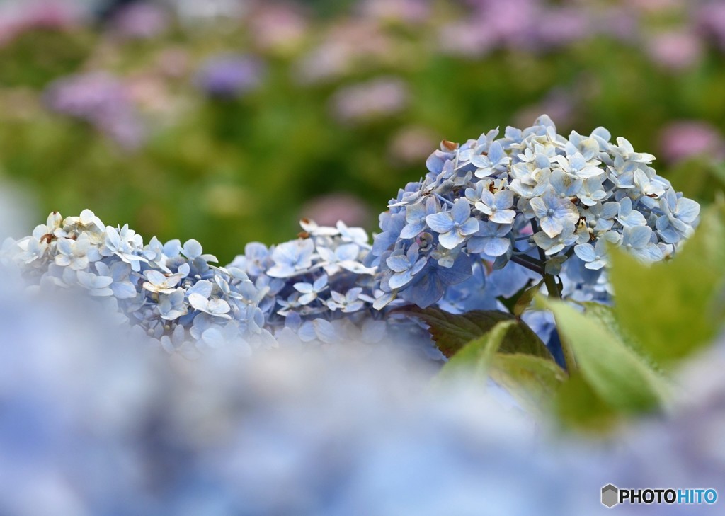 小岩菖蒲園