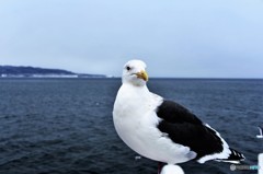 誰か呼んだ？