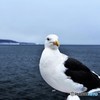 誰か呼んだ？