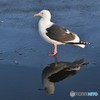 知床　カモメ