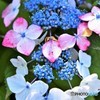 下田公園　紫陽花満開