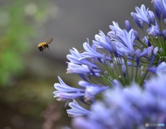 蜂にの襲来（大石公園）