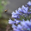 蜂にの襲来（大石公園）
