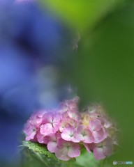 小田原城淡き紫陽花②