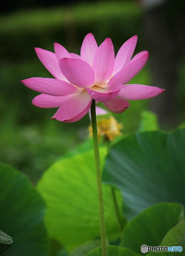 紅蓮華凛として