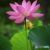 紅蓮華凛として