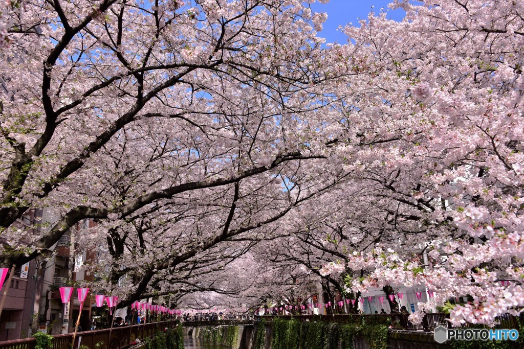 目黒川桜満開