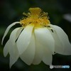 落前白蓮~「離れゆく愛」