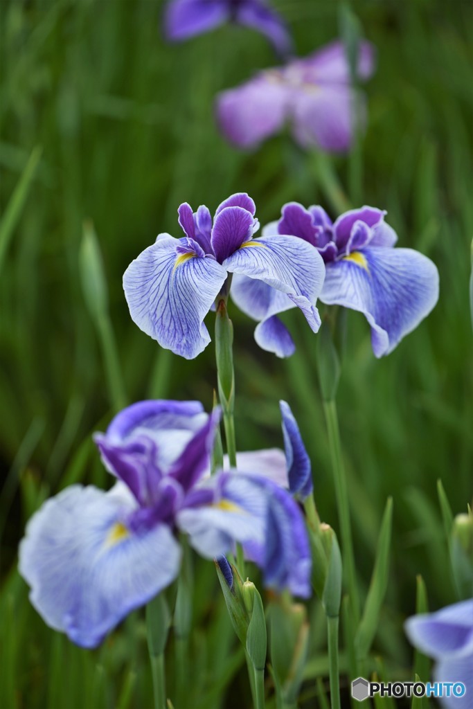 小岩菖蒲園