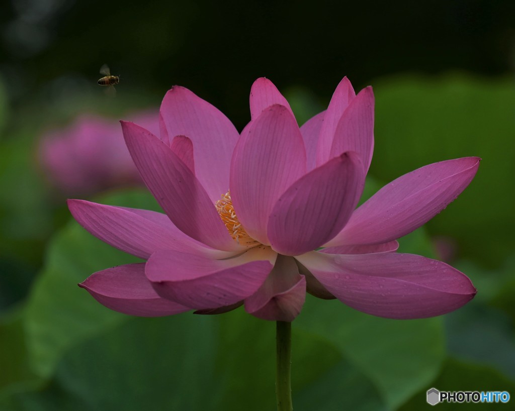 紅蓮華と蜂