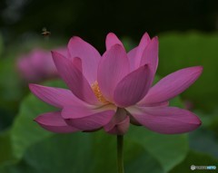 紅蓮華と蜂