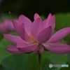紅蓮華と蜂