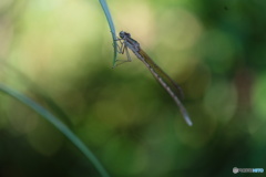虫撮り