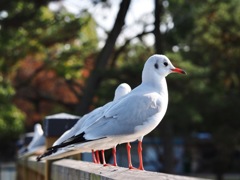 整列するユリカモメ