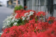 彼岸花とニラの花