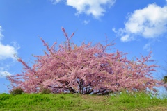 河津桜