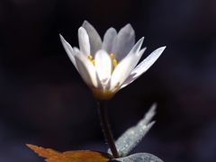 春の日差しをうけとめて