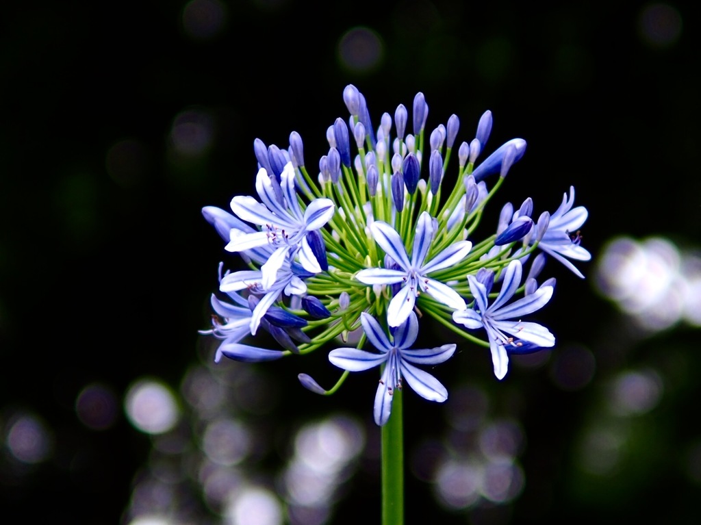 紫の花美