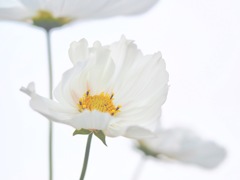 白い秋桜