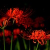 紅い花