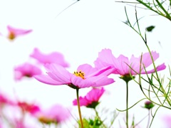 清楚な横顔の秋桜