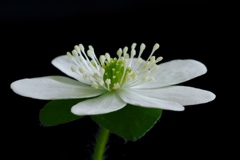雪割草 白花
