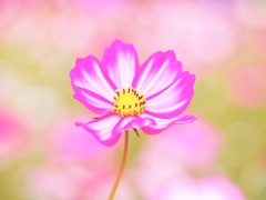 彩