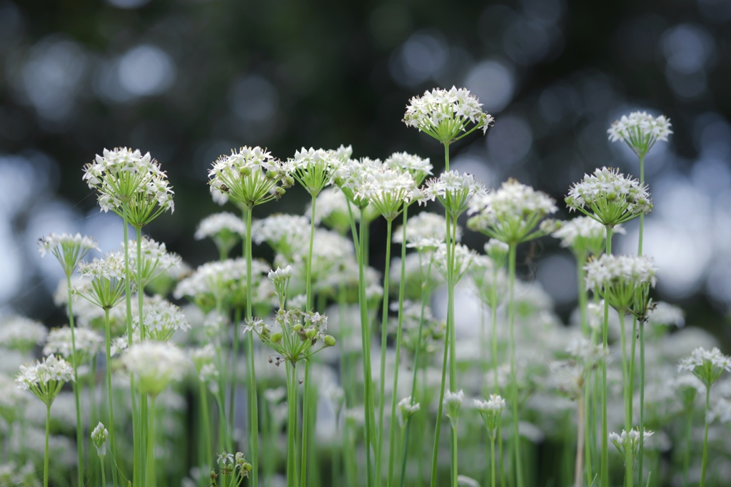 ニラの花