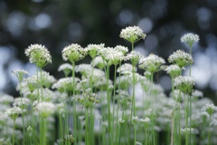ニラの花