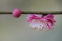 梅花