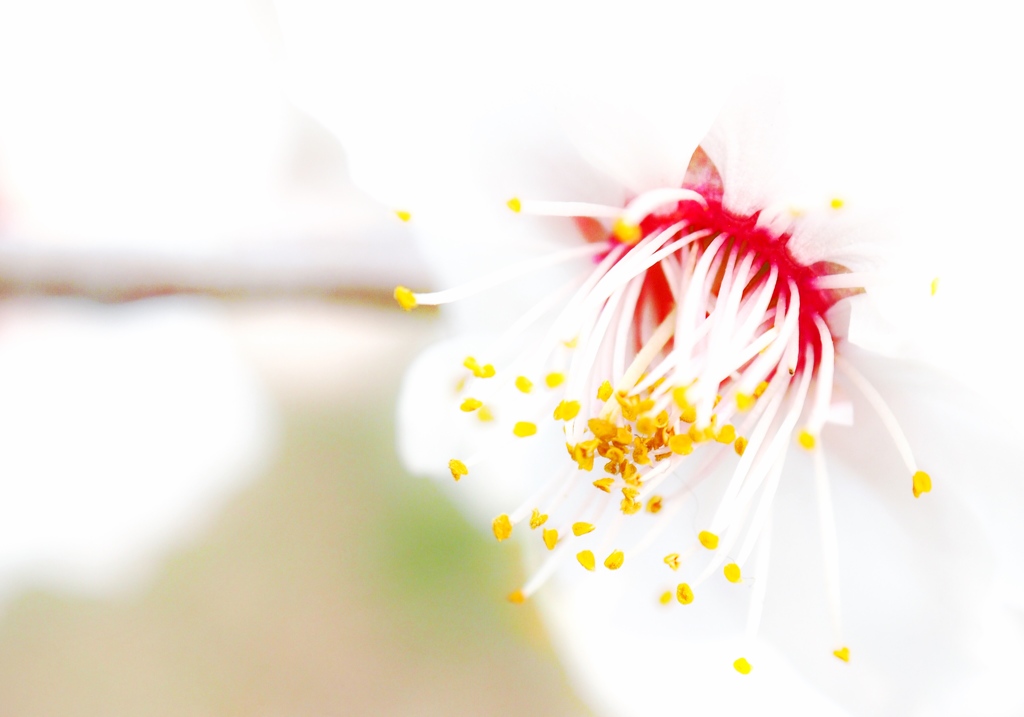 蕊