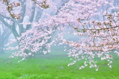 霞桜