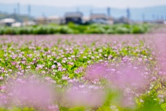 蓮華草畑