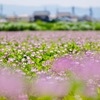 蓮華草畑