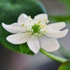 我が家の雪割草