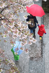 桜雨