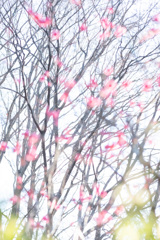 紅梅